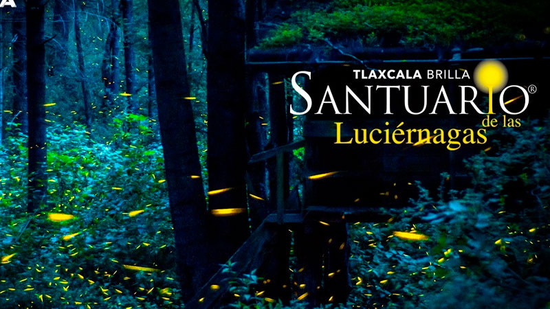  Avistamiento de luciérnagas en Tlaxcala, importante motivador de viaje: Sectur