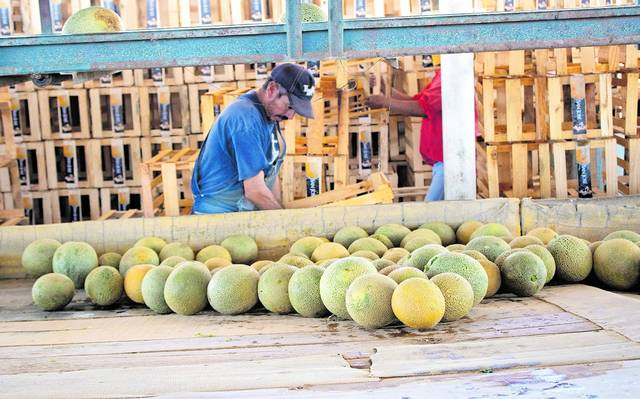 Producción de melón en Parral podría aumentar hasta un 50%: Sader