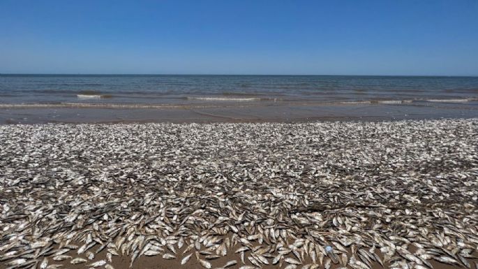  Esta es la razón por la cual aparecieron decenas de miles de peces muertos en playa de Texas