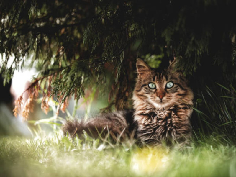  Estudiantes blanden gatos muertos frente a defensores de los animales