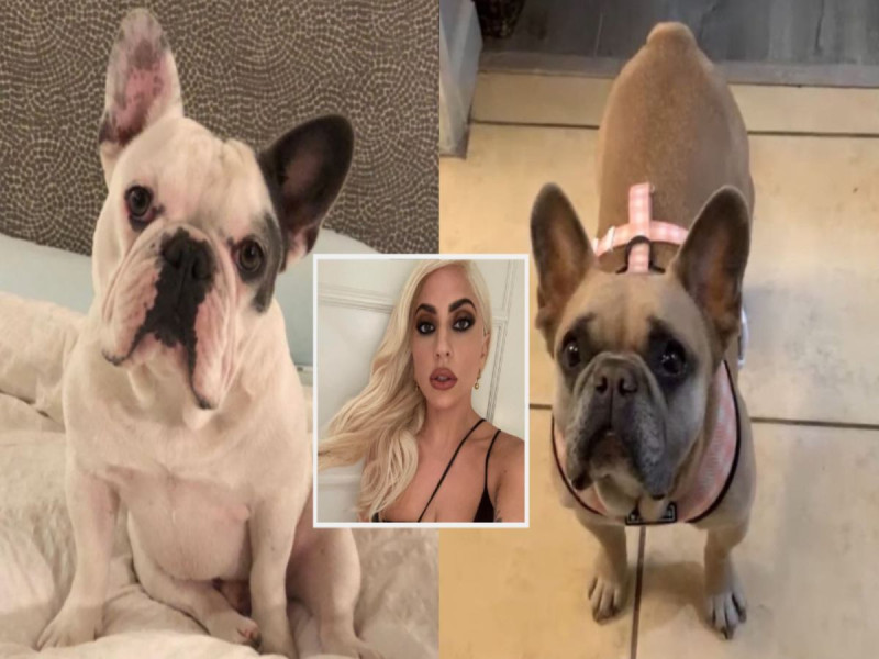  Lady Gaga no le piensa dar recompensa a mujer que ‘encontró’ a sus perritos; esta es la turbia razón