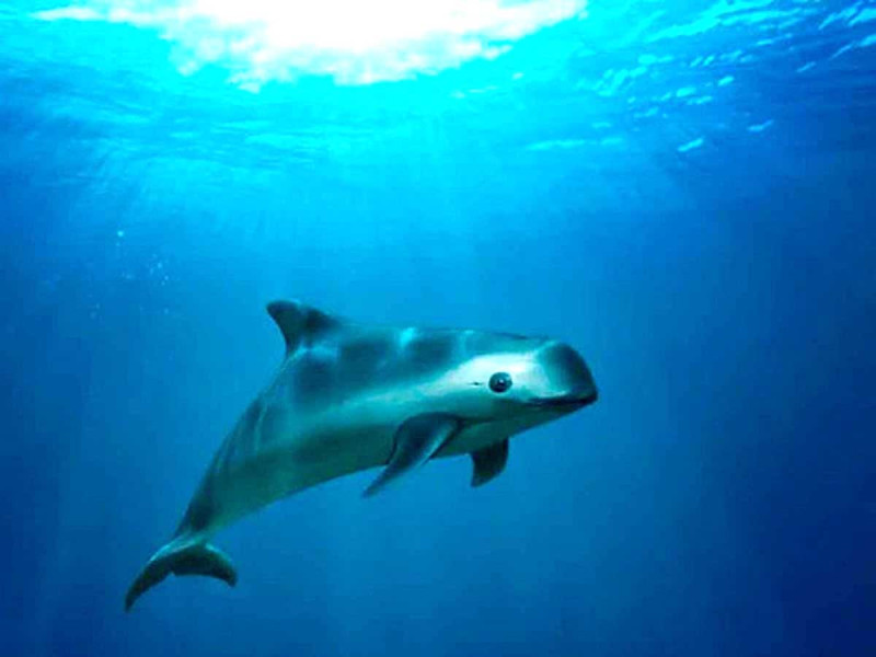  México, sancionado por no proteger a la vaquita marina