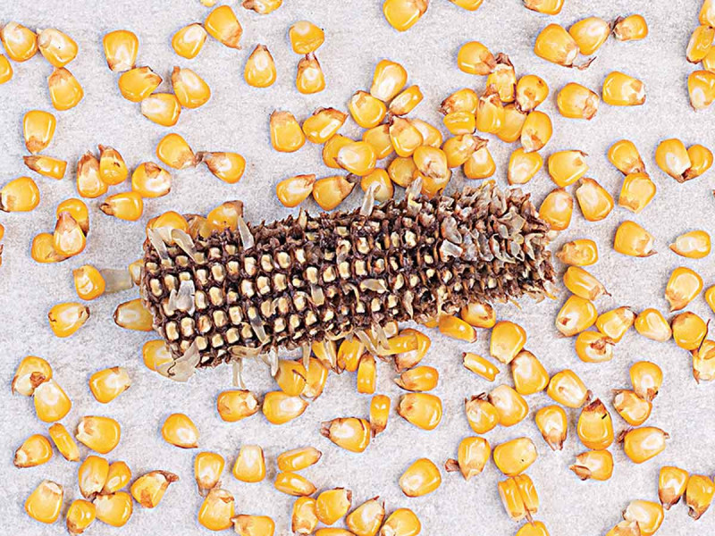  VMéxico perdería panel con EU por maíz transgénico, señalan expertos