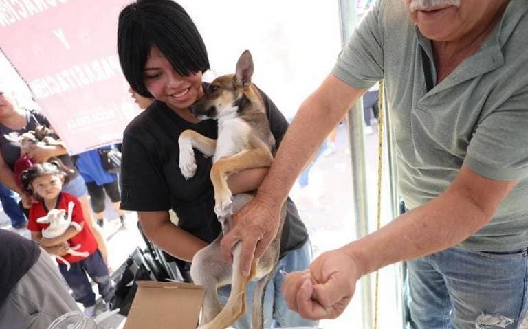  Ecología vacunó 400 mascotas durante la Cruzada por Juárez
