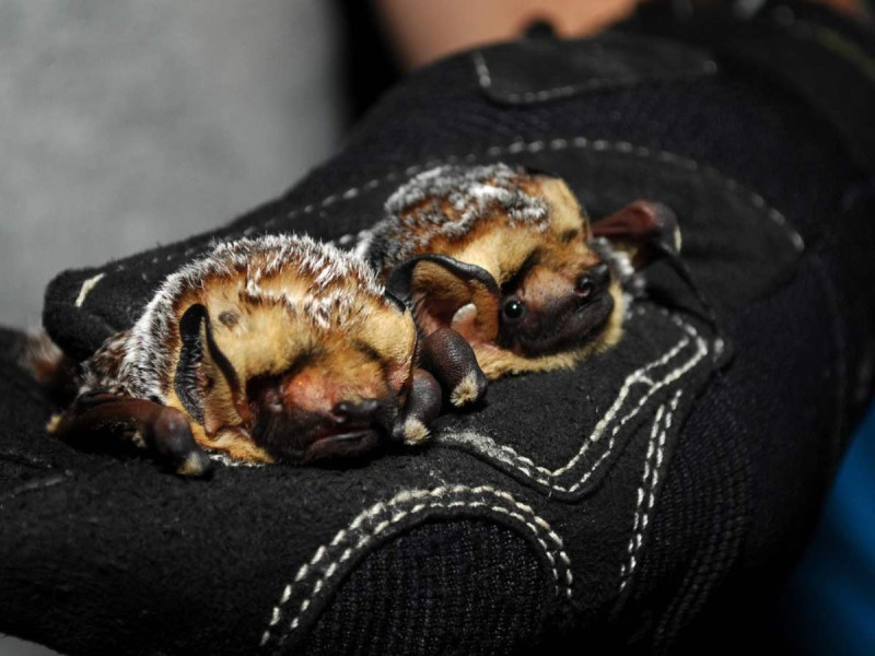  Ecosistemas sanos permiten arribo de murciélagos