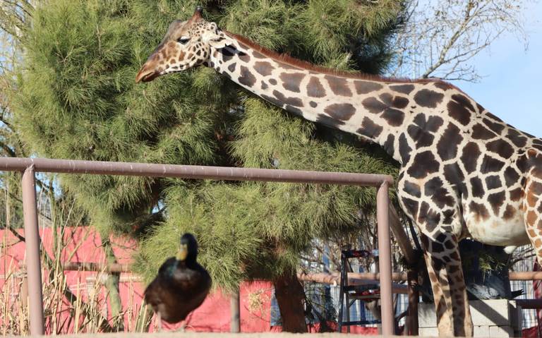  PROFEPA aún no entrega resolución para el traslado de Benito a Puebla