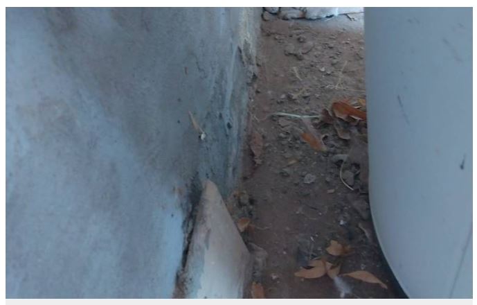  Cruz Roja emite recomendaciones para evitar mordeduras y picaduras de animales