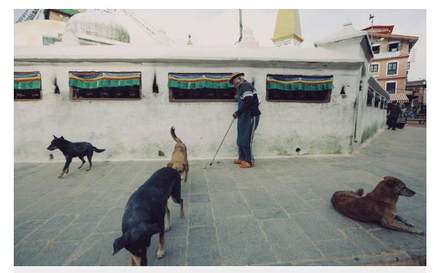  Suroriente de Juárez es un foco rojo por garrapatas en perros y gatos callejeros