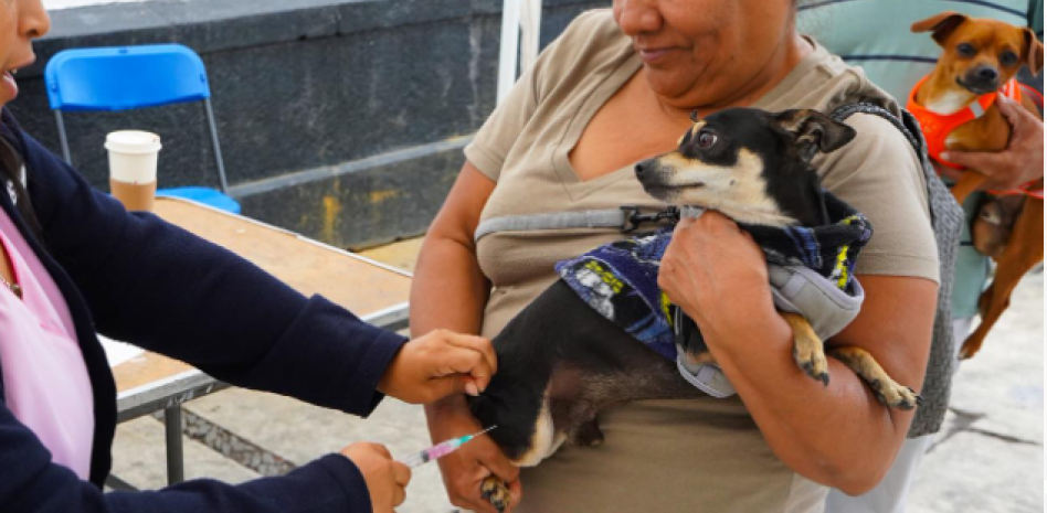  En Texcoco ponen en marcha jornada de vacunación antirrábica gratuita