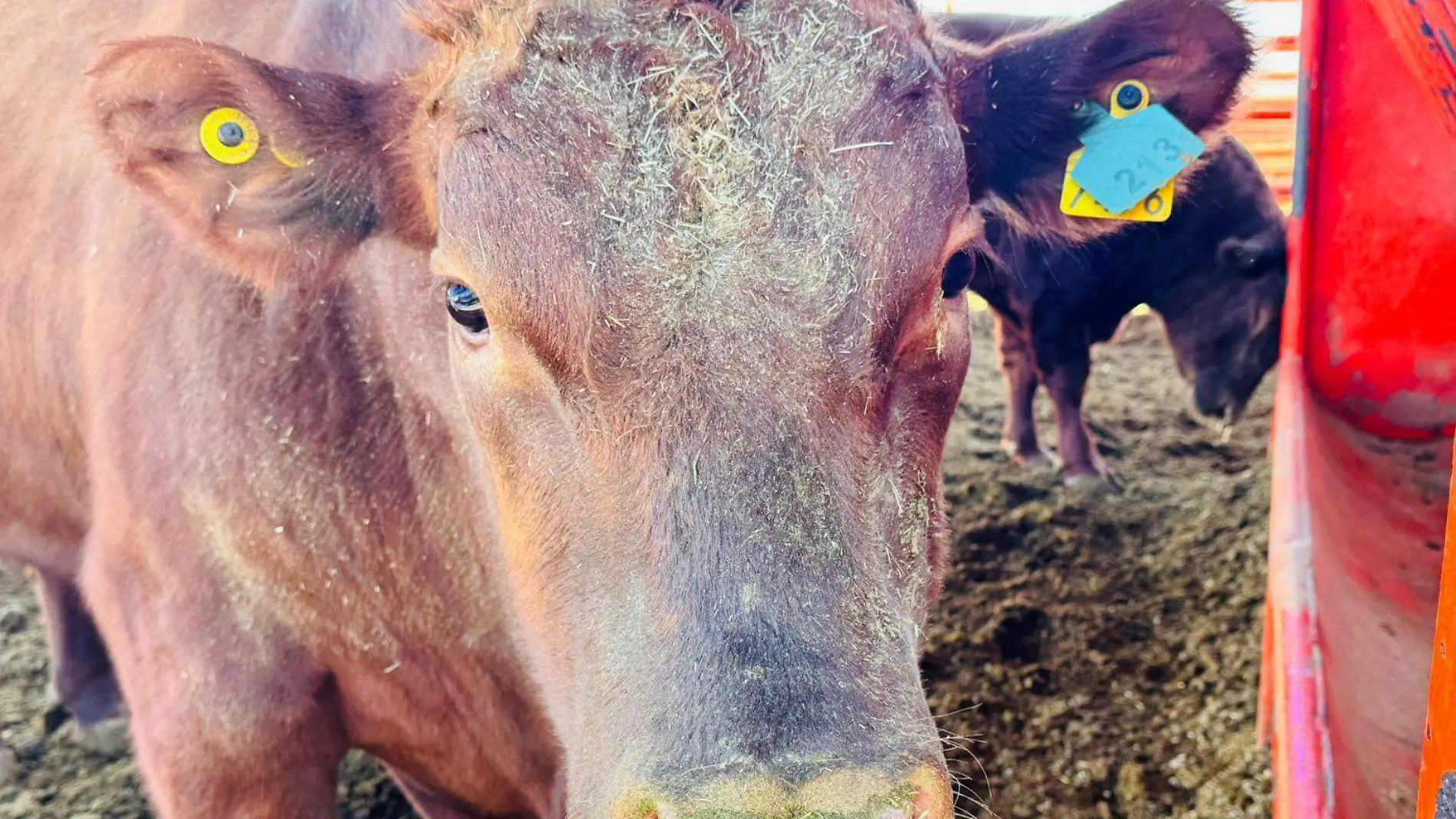  Realizarán barrido sanitario