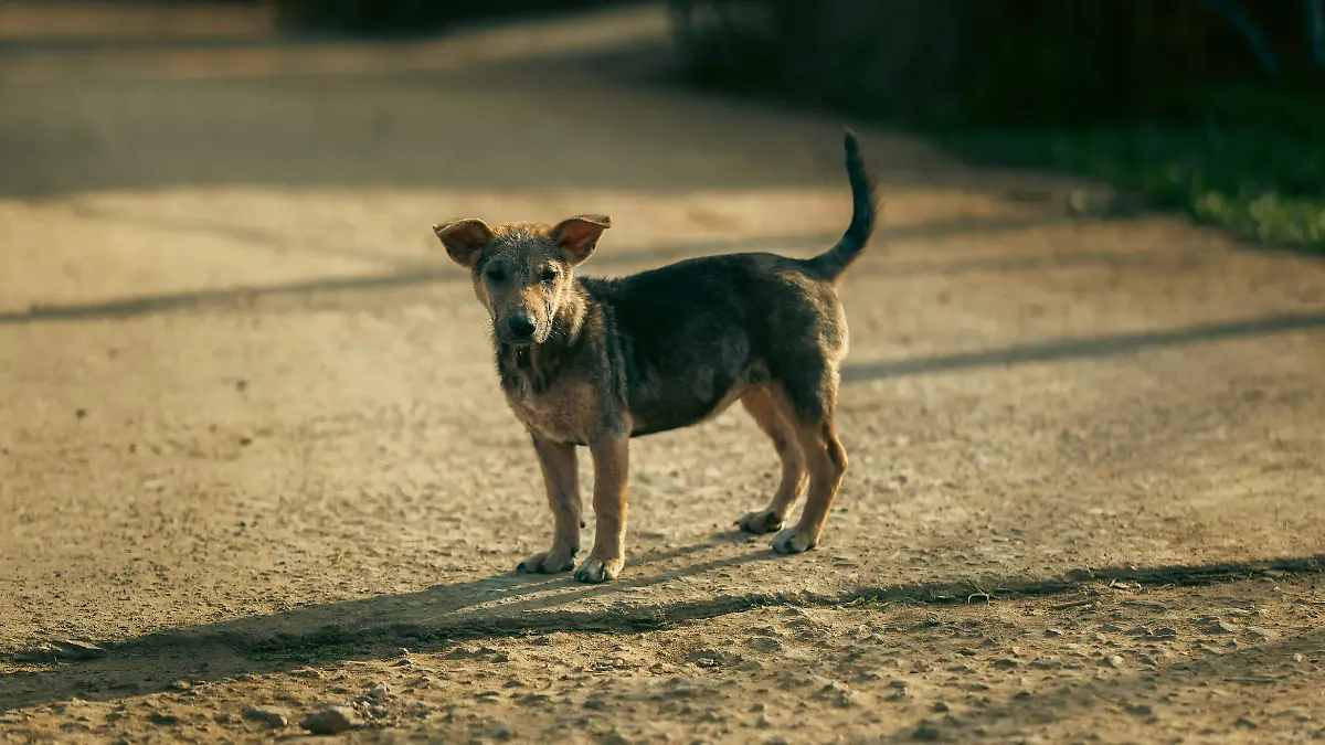  Inició FGE 208 carpetas de investigación por maltrato animal en 2024