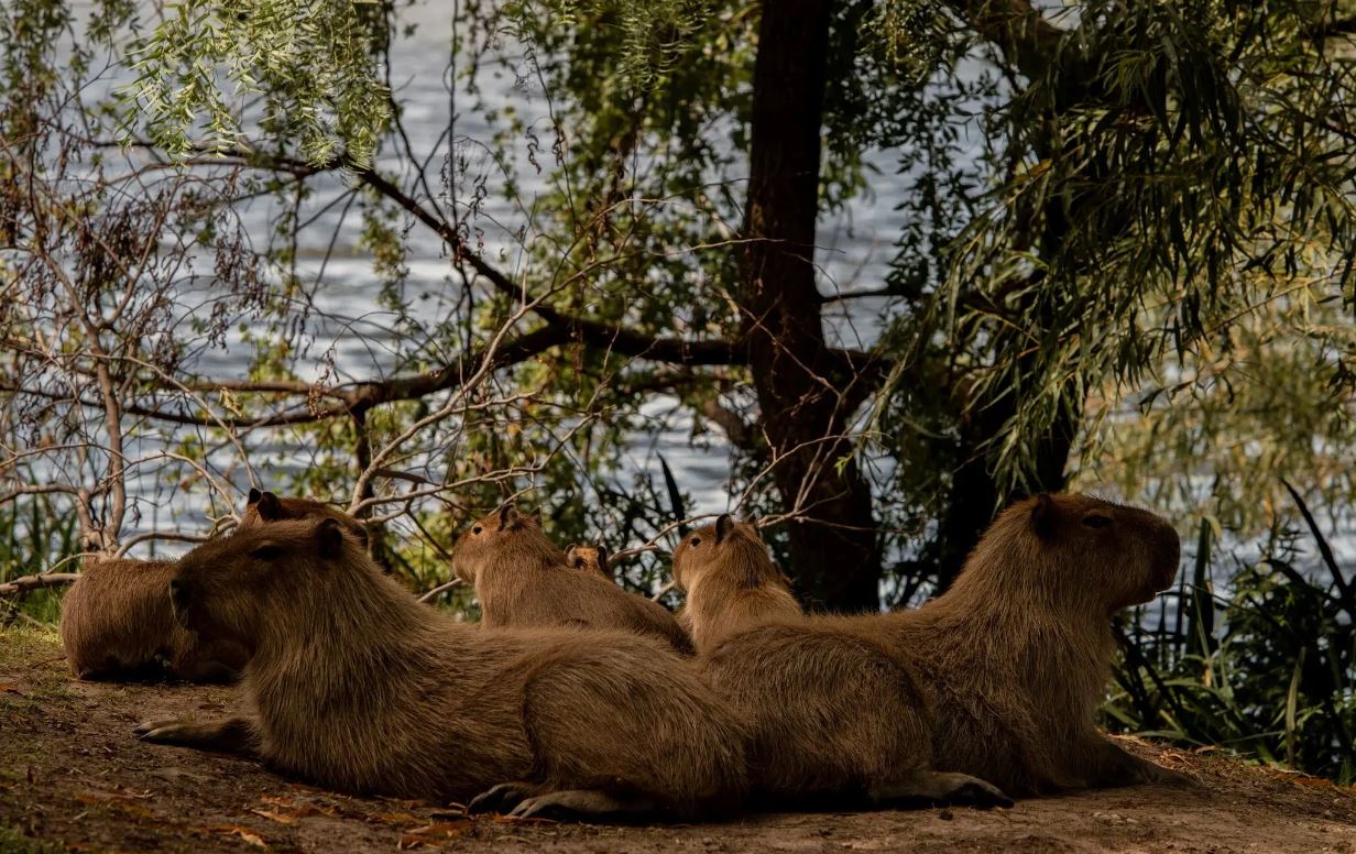  Cientos de capibaras “conquistaron” esta ciudad. ¿Y ahora qué?