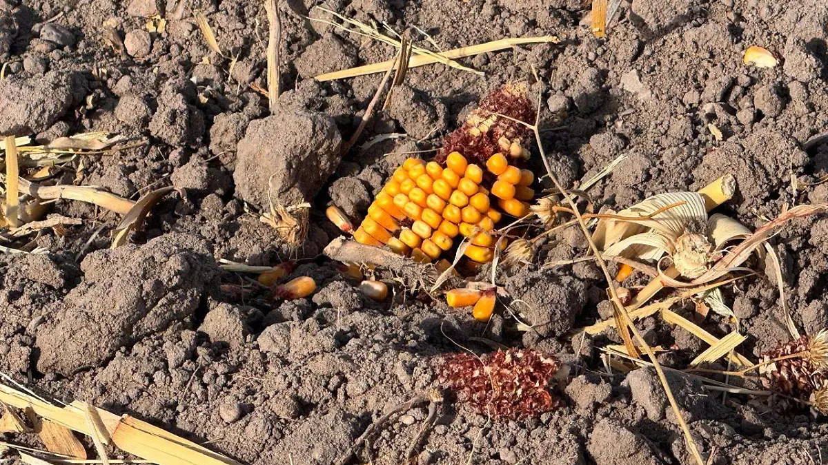  Persistirá la sequía: se pronostican lluvias por debajo del promedio para los próximos meses en Chihuahua